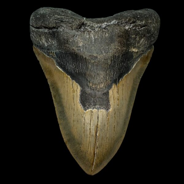 5.90" Megalodon Tooth Fossil