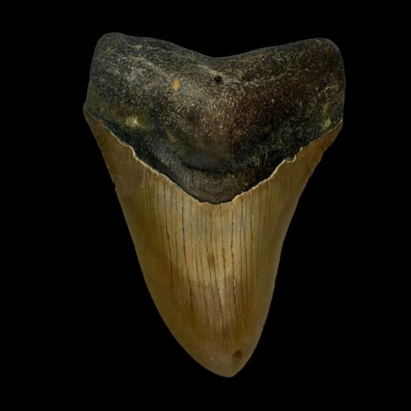 4.01" Megalodon Tooth Fossil