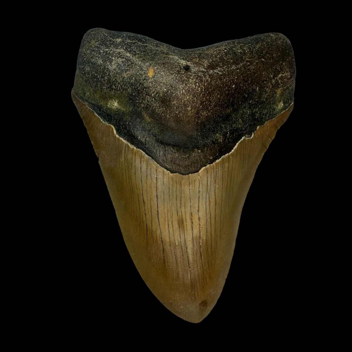 4.01" Megalodon Tooth Fossil
