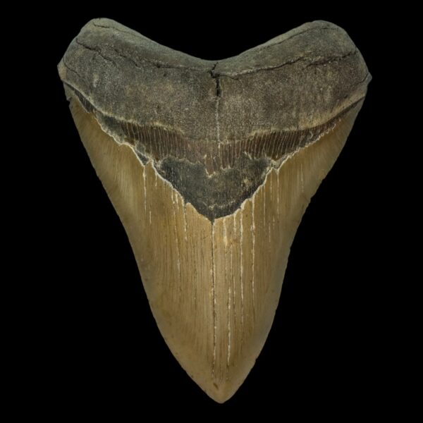 5.25" Serrated Megalodon Tooth Fossil
