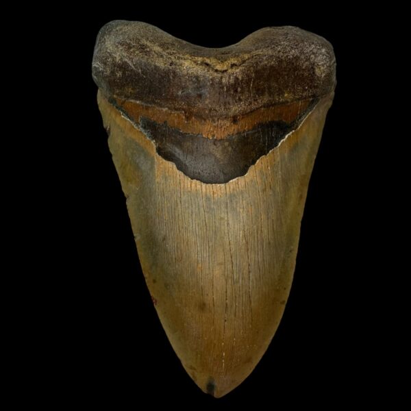 6.10" Megalodon Tooth Fossil