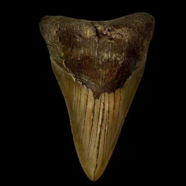 5.09" Megalodon Tooth Fossil