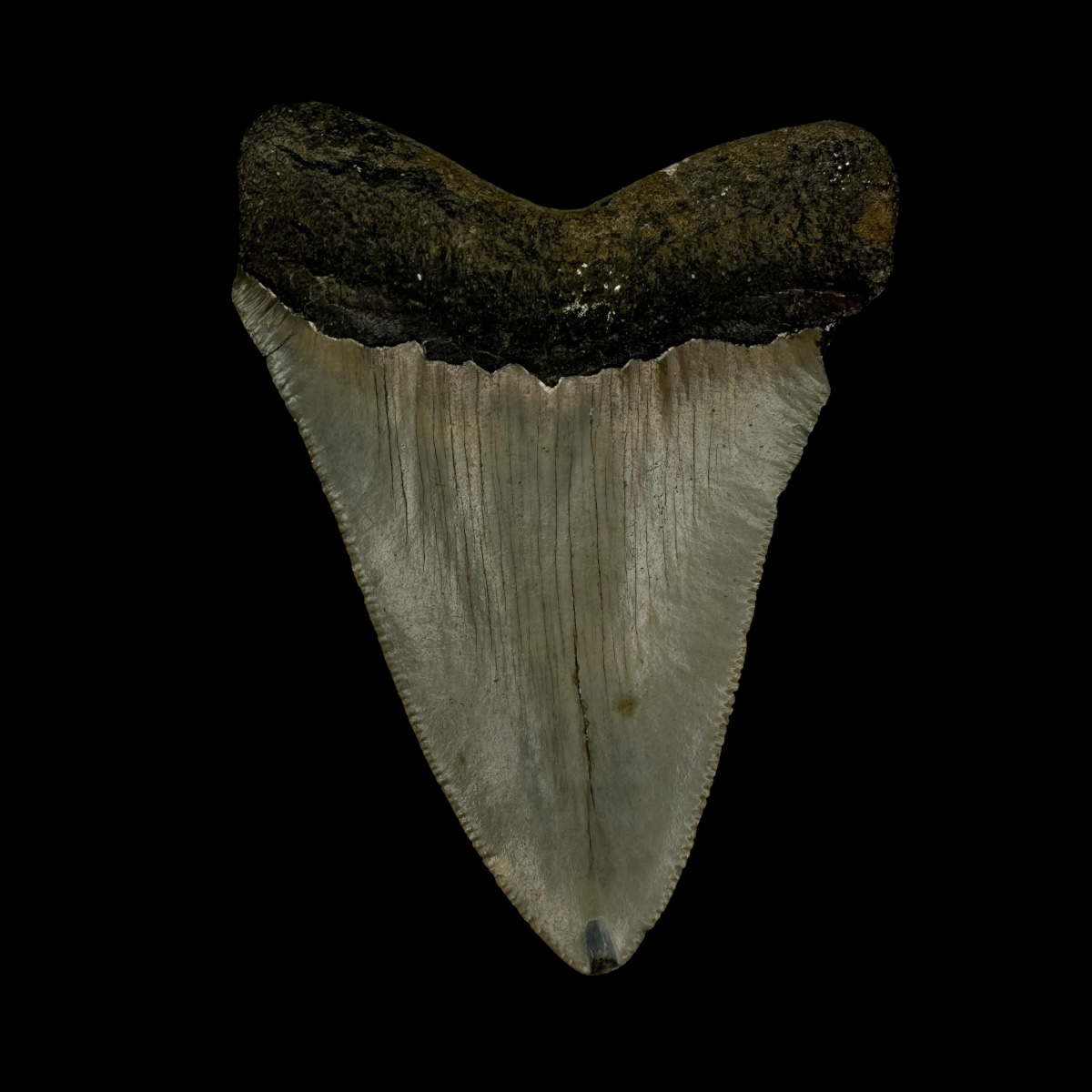 3.11" Megalodon Tooth Fossil - Image 2