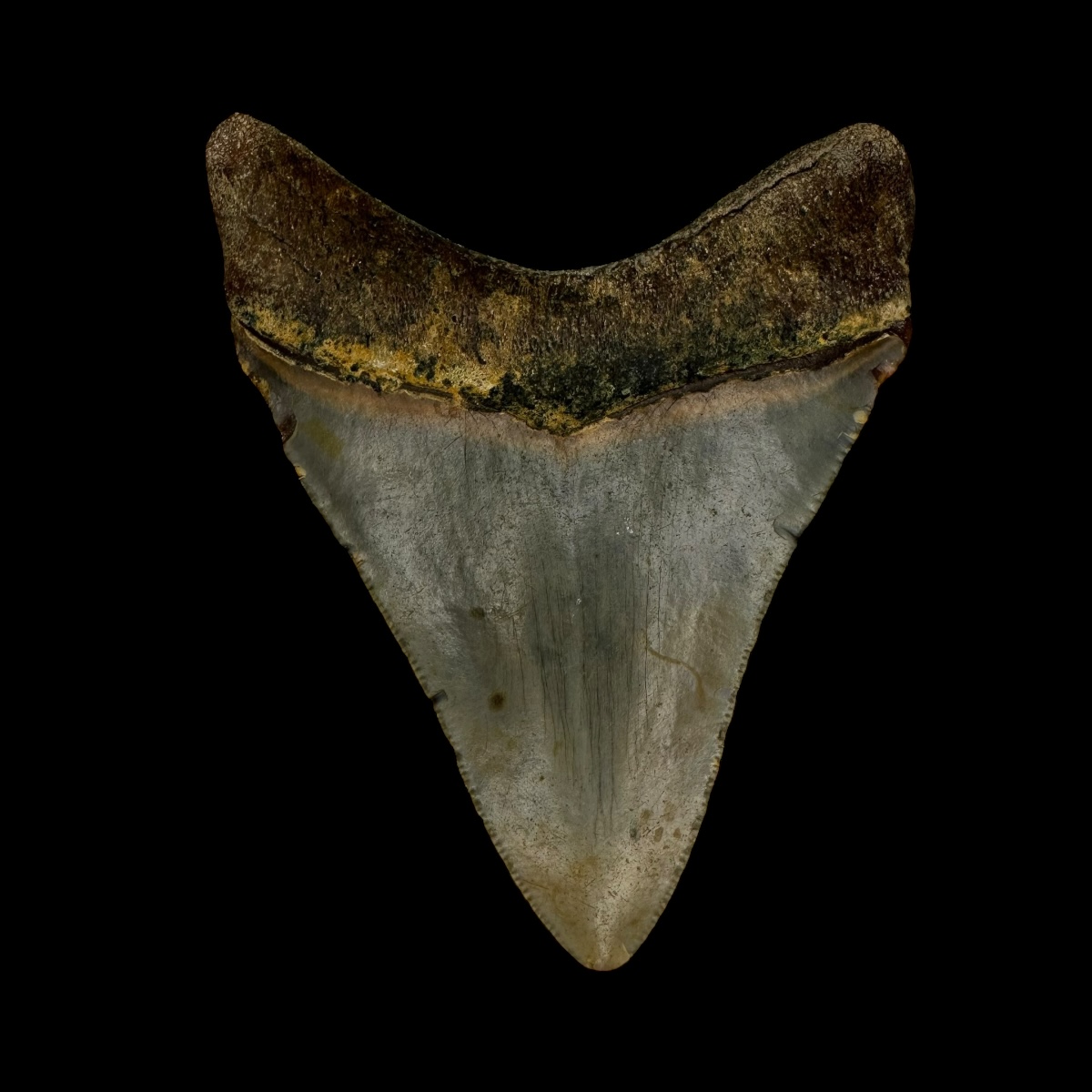 3.32" Serrated Megalodon Tooth Fossil - Image 2