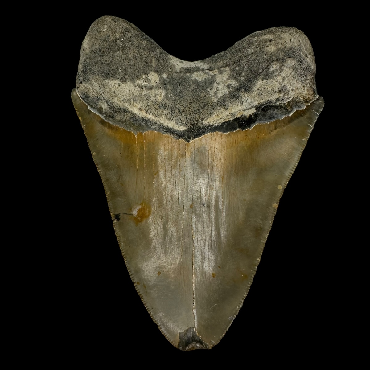 5.33" Serrated Megalodon Tooth Fossil - Image 2