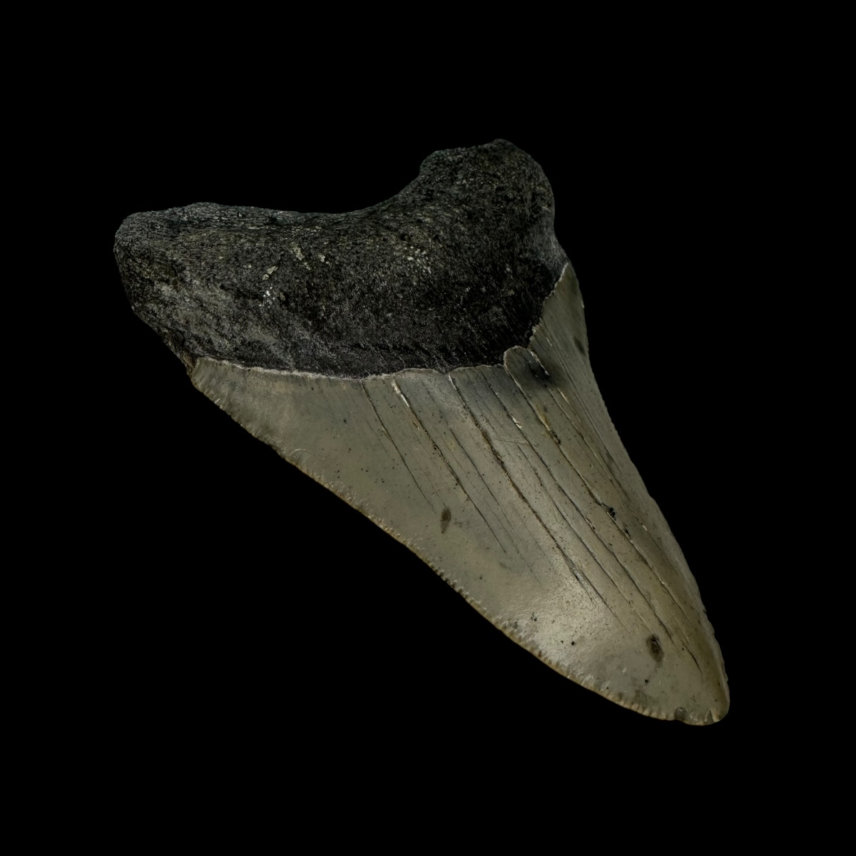 Megalodon Tooth Fossilization Process