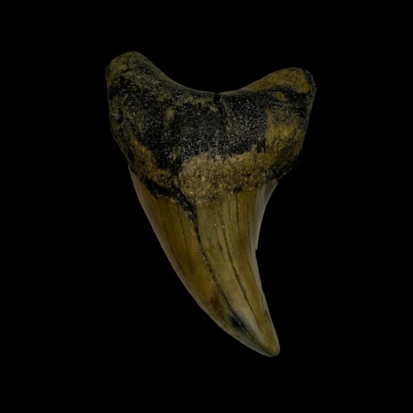 Paratodus Benedini Tooth Fossil 2.62"