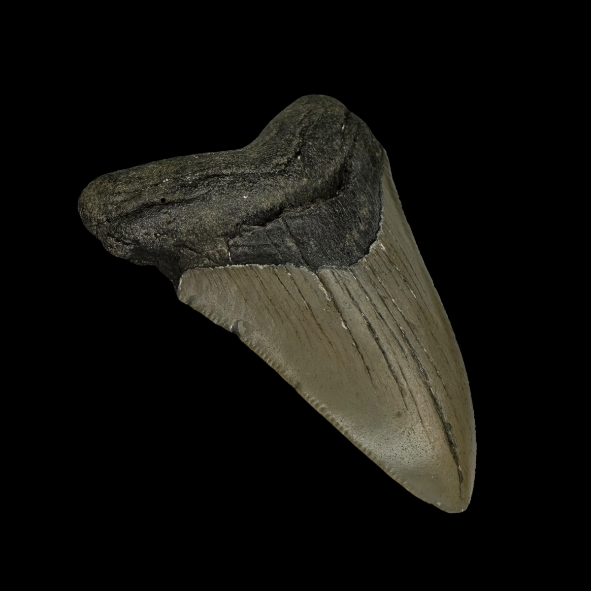3.11" Megalodon Tooth Fossil - Image 4