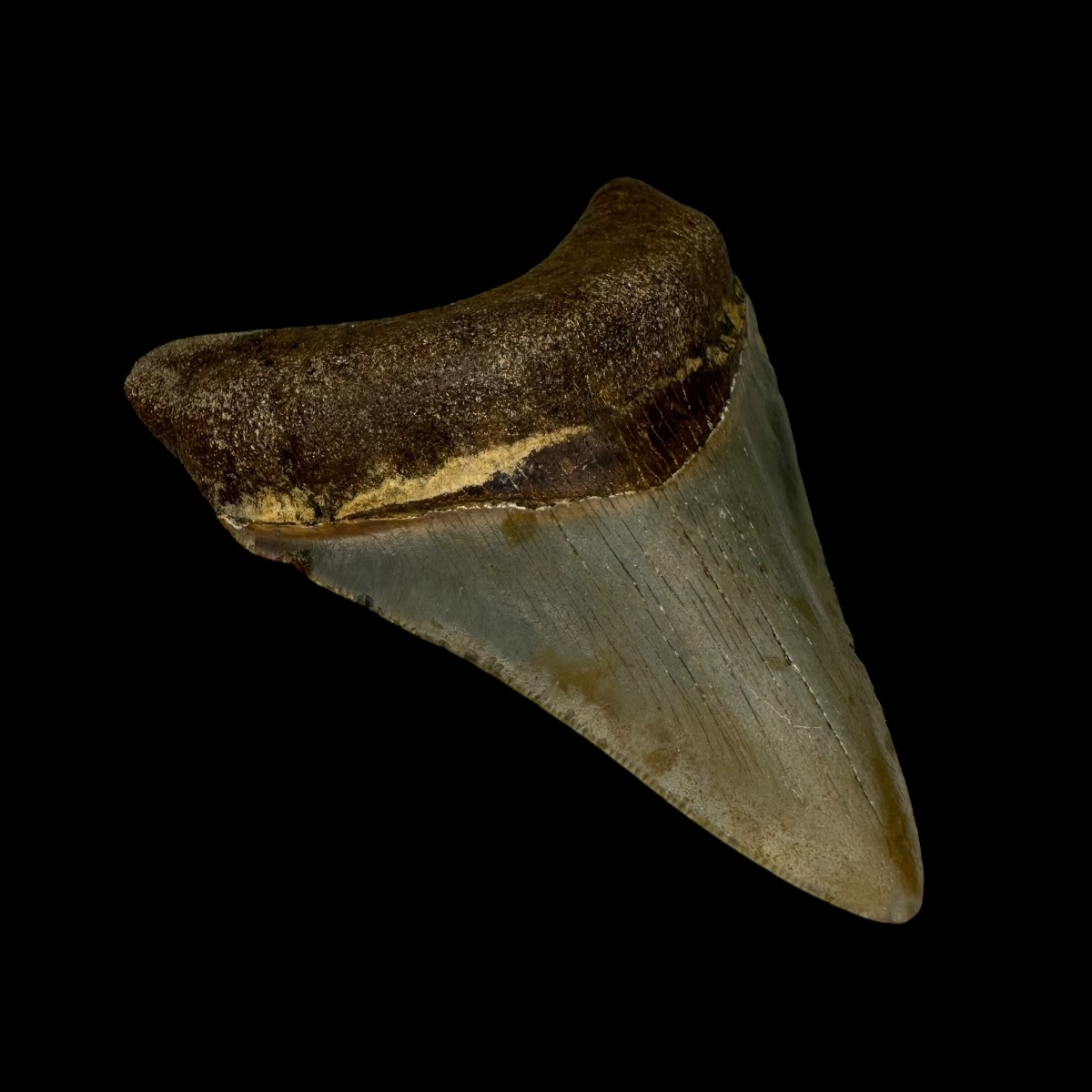 3.32" Serrated Megalodon Tooth Fossil - Image 4