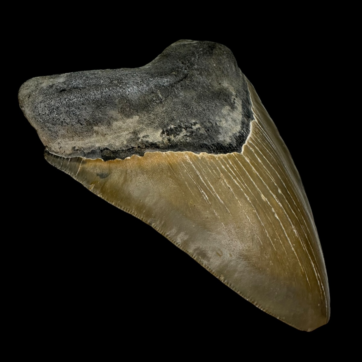 5.33" Serrated Megalodon Tooth Fossil - Image 4