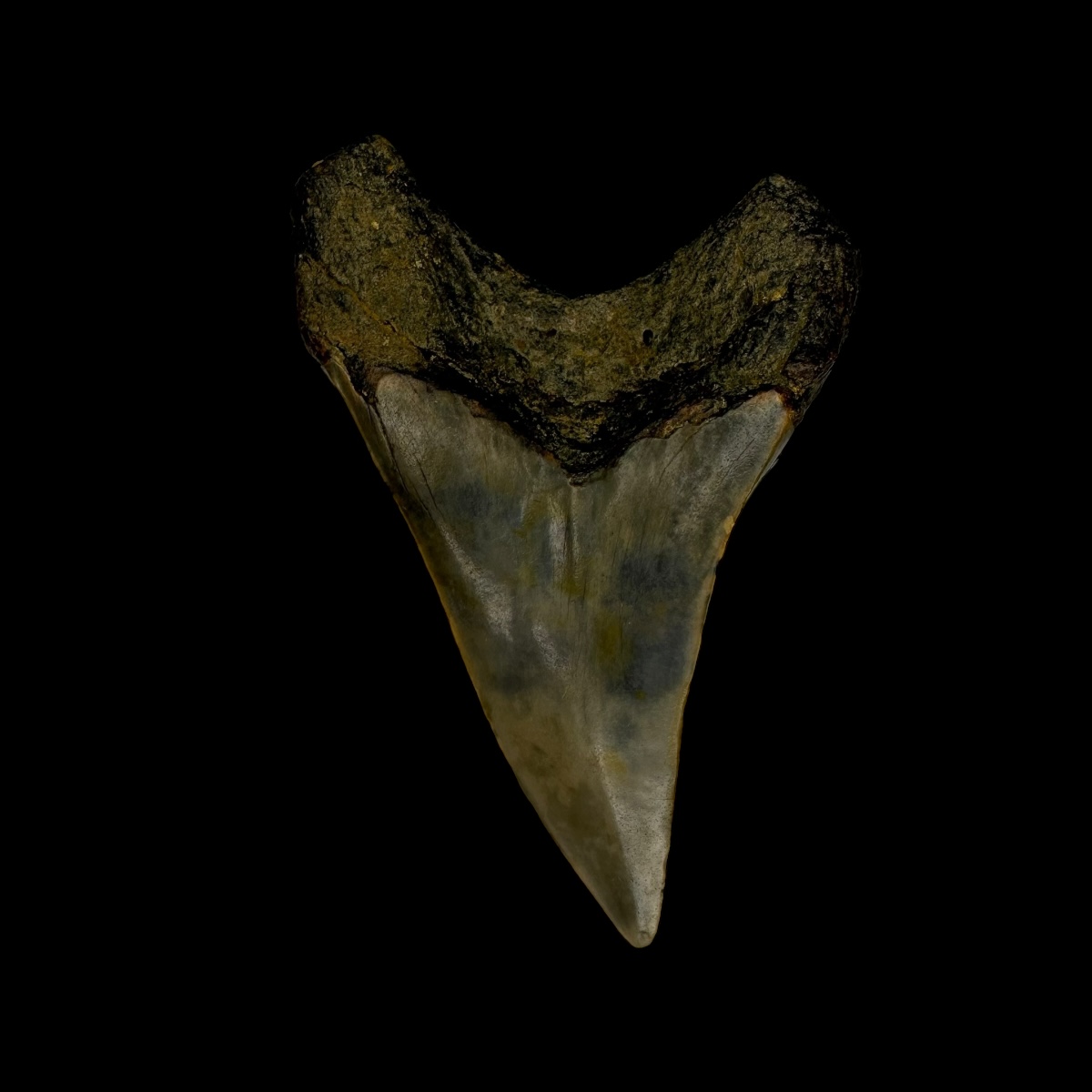 Paratodus Benedini Tooth Fossil 2.52" - Image 2
