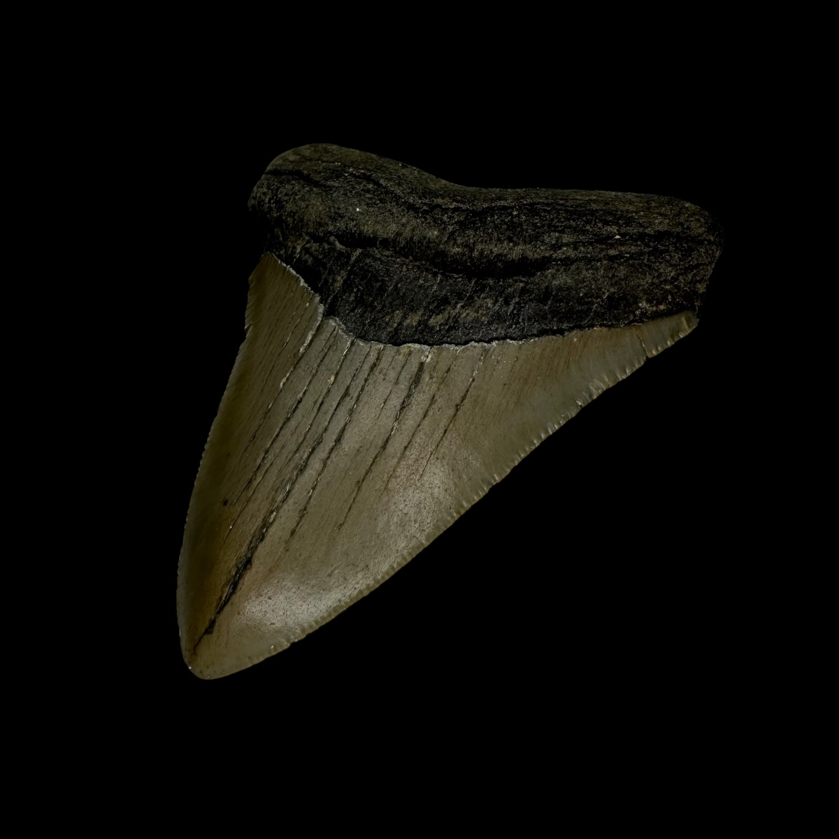 3.11" Megalodon Tooth Fossil - Image 3