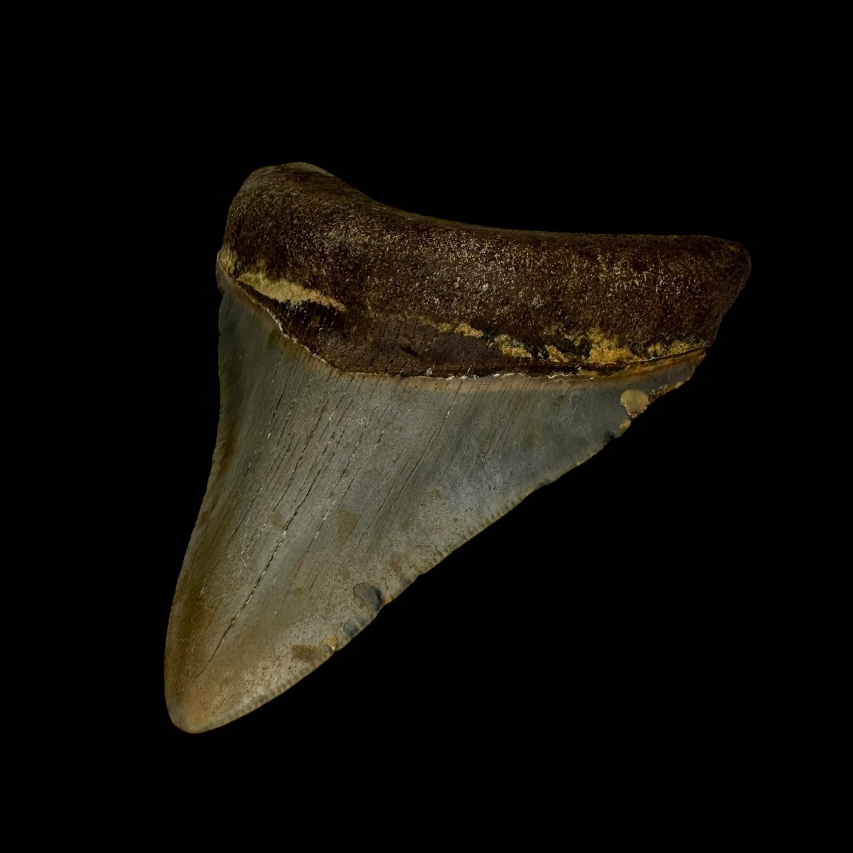 3.32" Serrated Megalodon Tooth Fossil - Image 3