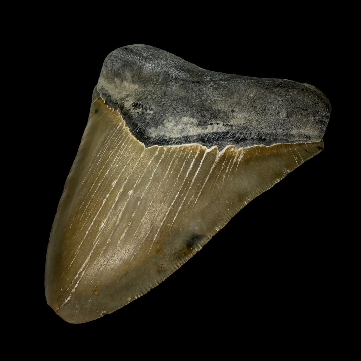 5.33" Serrated Megalodon Tooth Fossil - Image 3
