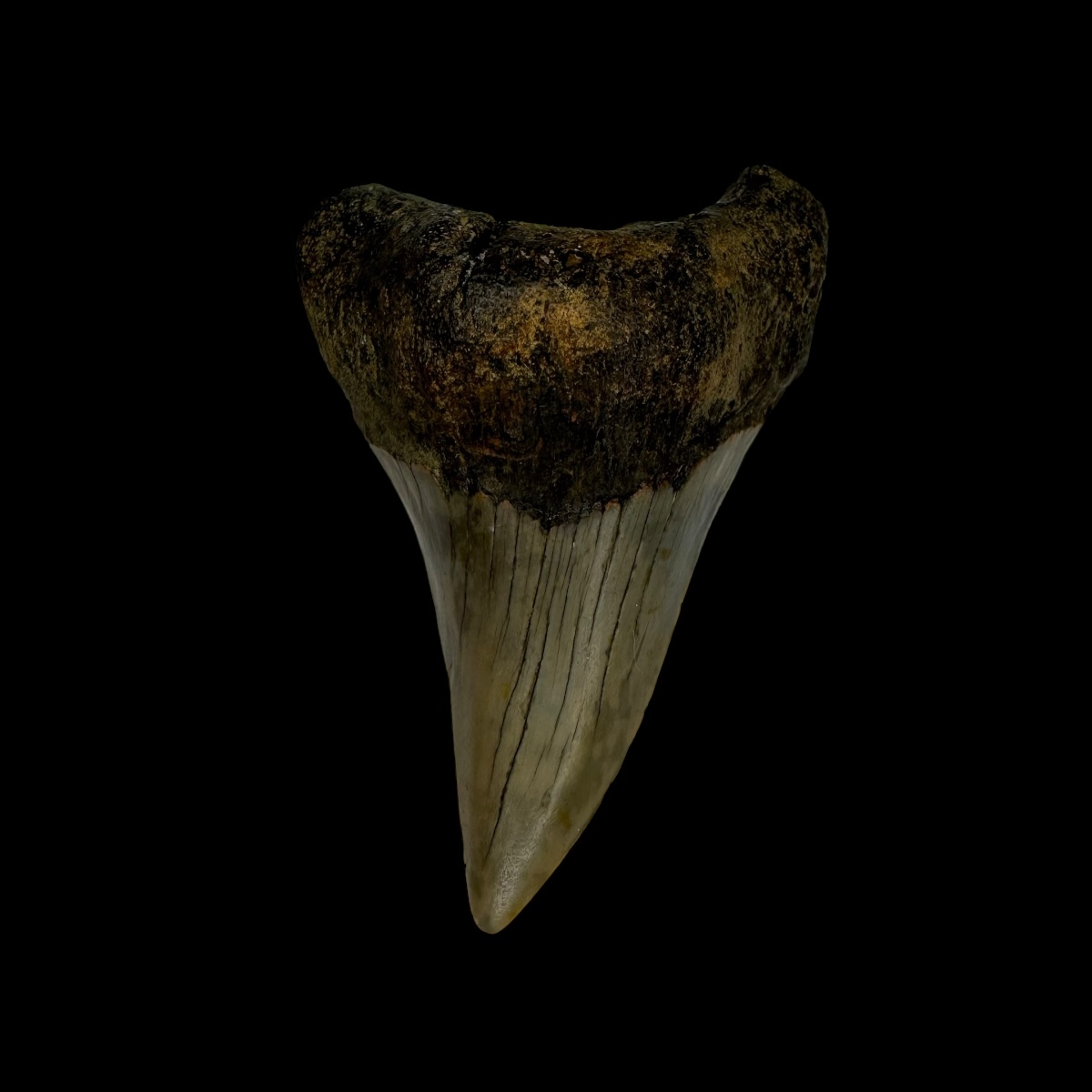 Paratodus Benedini Tooth Fossil 2.52"