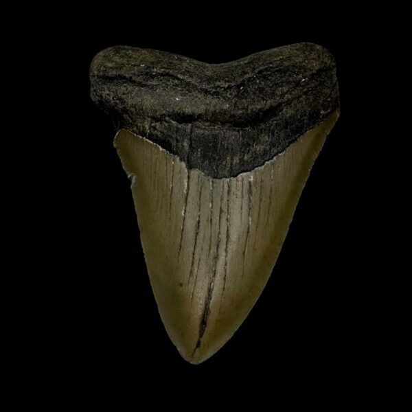 3.11" Megalodon Tooth Fossil