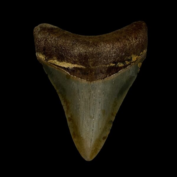 3.32" Serrated Megalodon Tooth Fossil