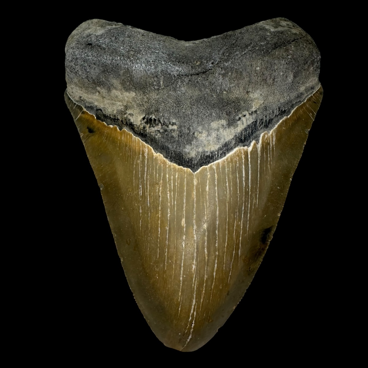 5.33" Serrated Megalodon Tooth Fossil