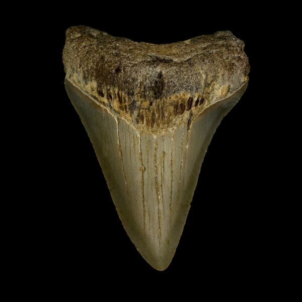 3.09" Megalodon Tooth Fossil