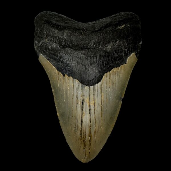 4.99" Megalodon Tooth Fossil