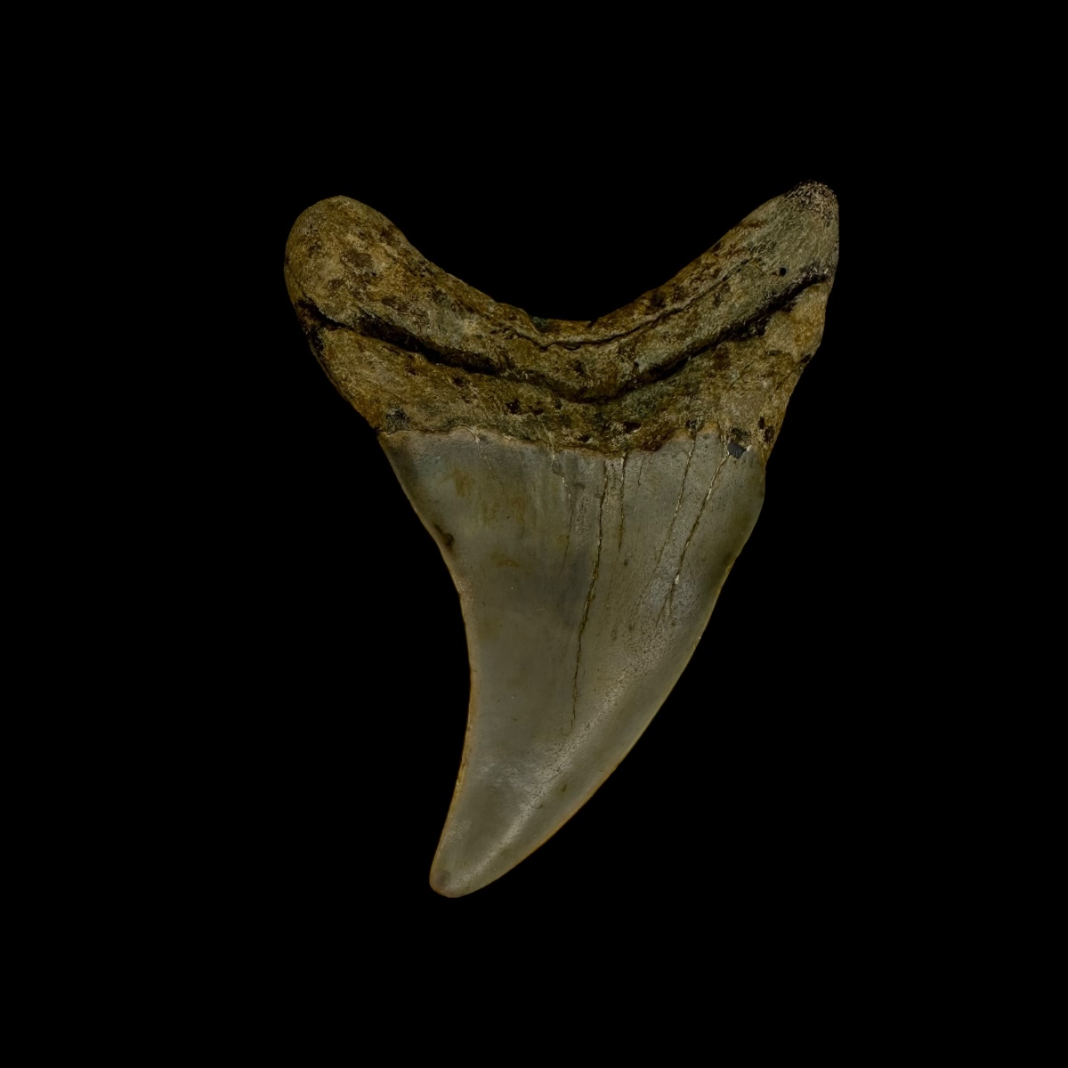Paratodus Benedini Tooth Fossil 2.33" - Image 2