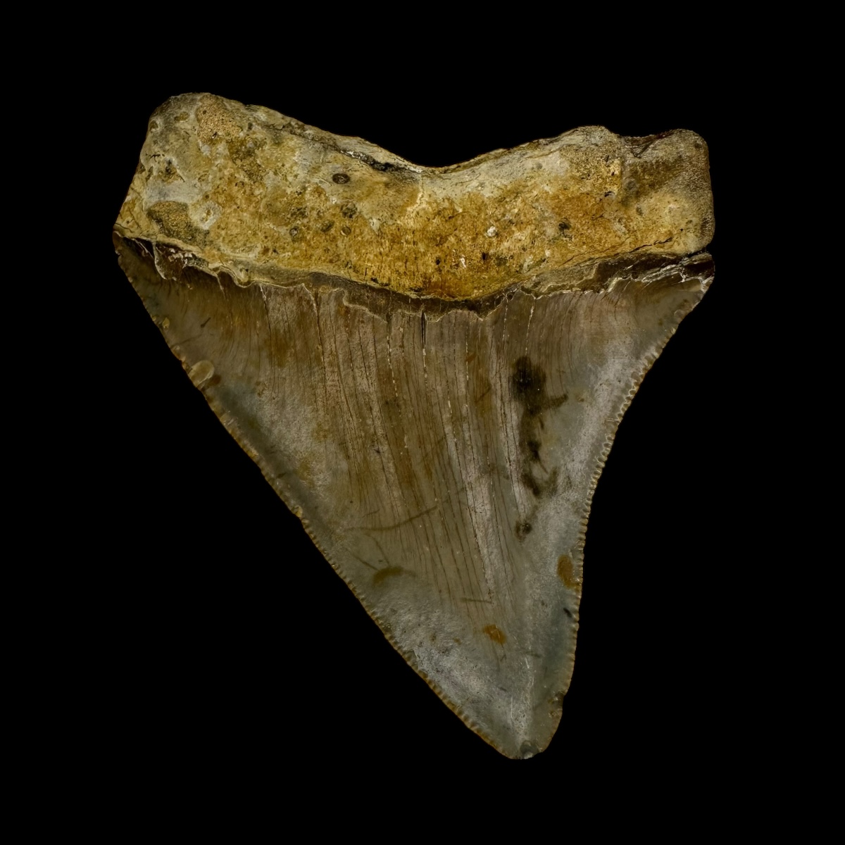 3.42" Megalodon Tooth Fossil - Image 2