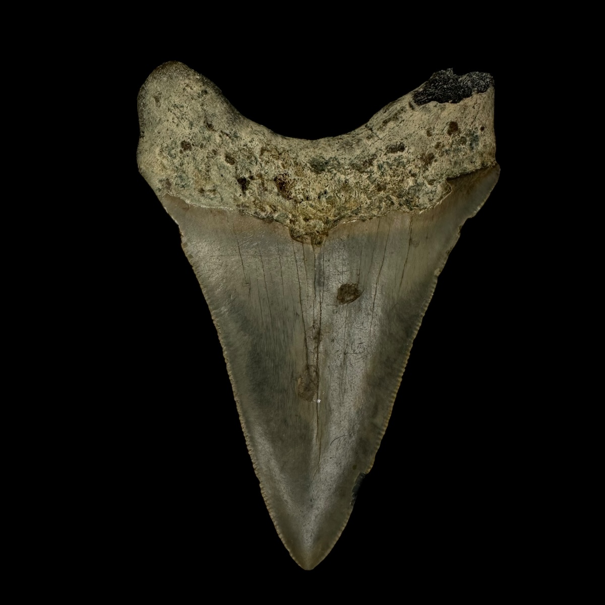3.34" Megalodon Tooth Fossil - Image 2