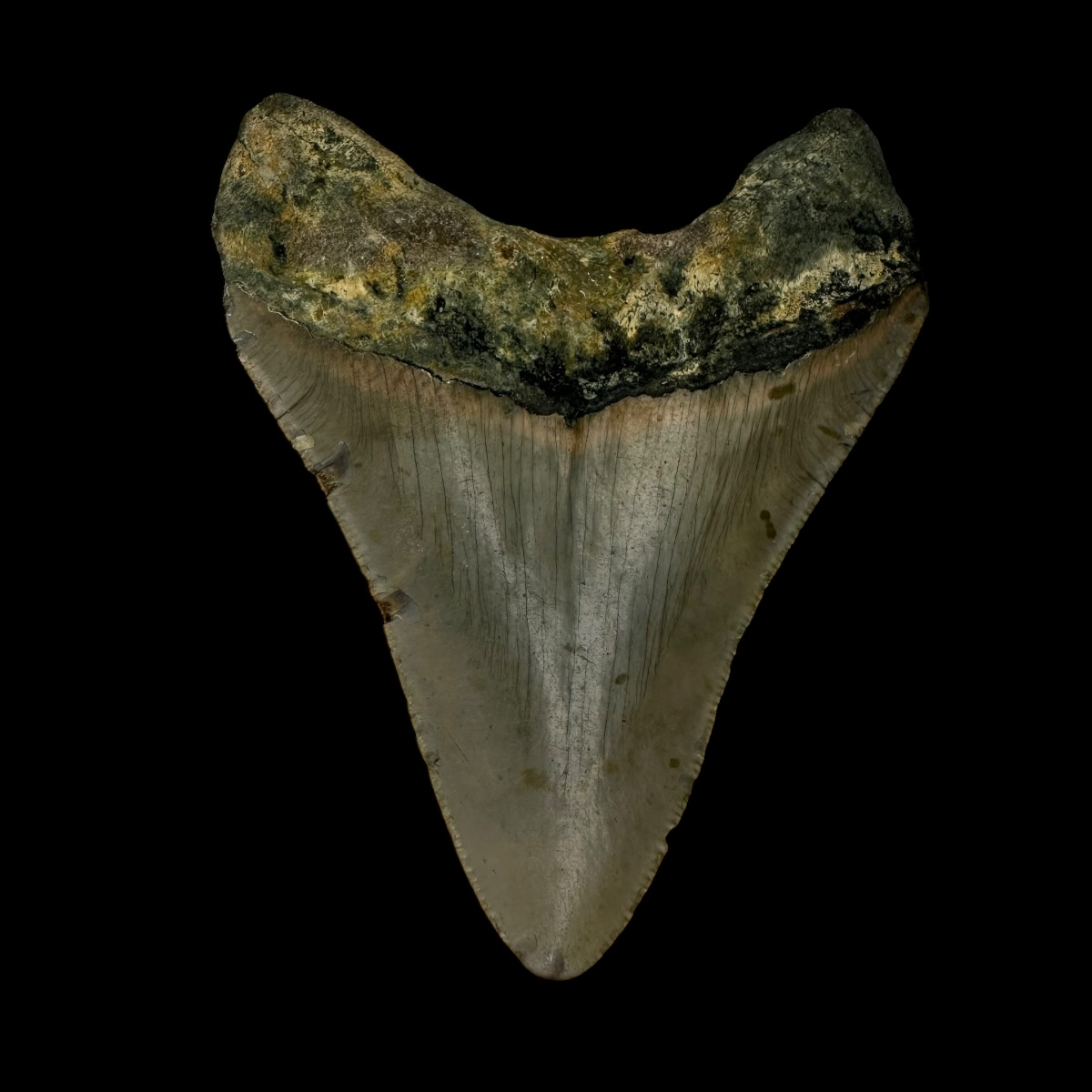 3.47" Megalodon Tooth Fossil - Image 2