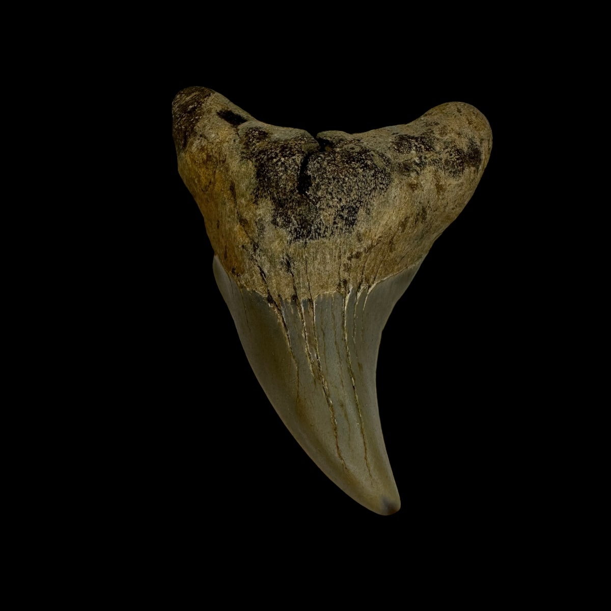 Paratodus Benedini Tooth Fossil 2.33"