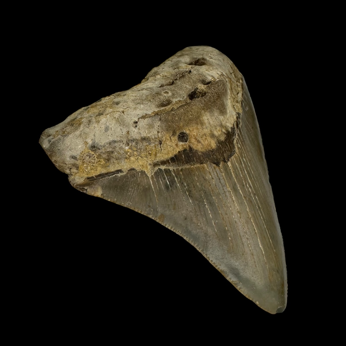 3.42" Megalodon Tooth Fossil - Image 4
