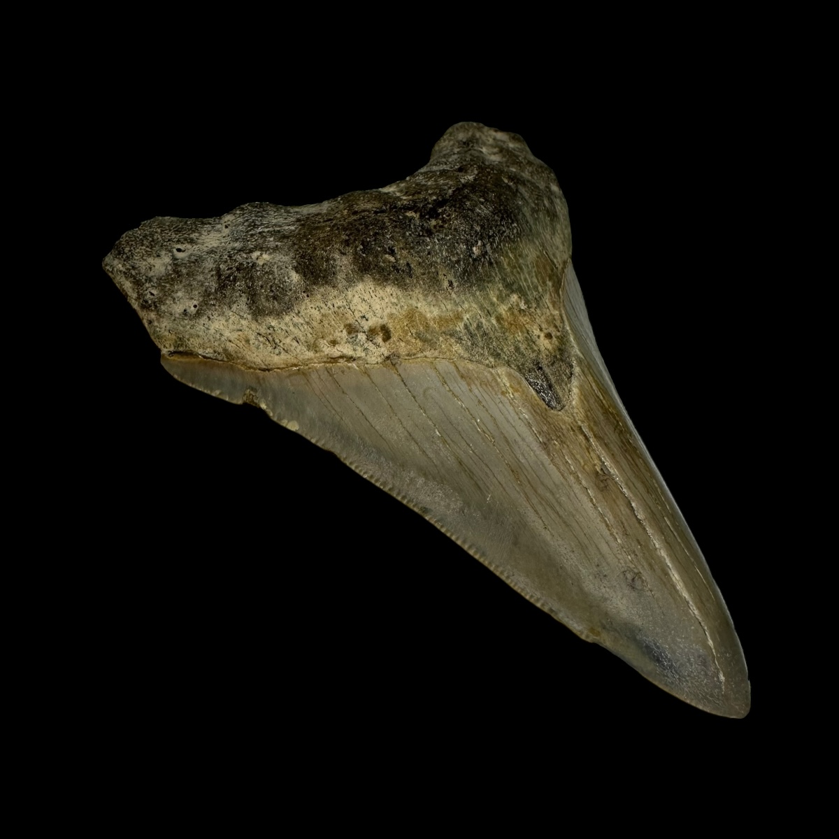 3.34" Megalodon Tooth Fossil - Image 4