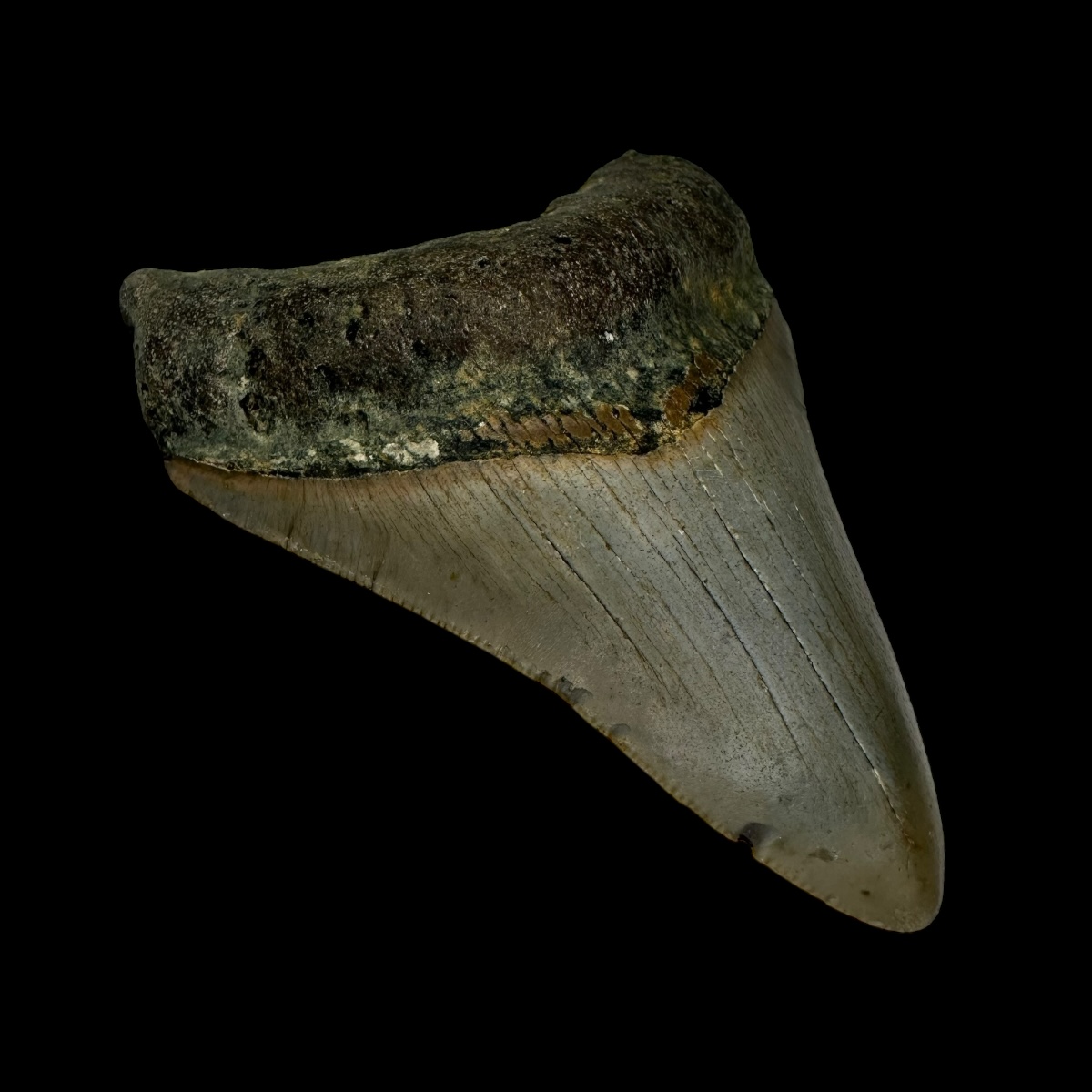 3.47" Megalodon Tooth Fossil - Image 4