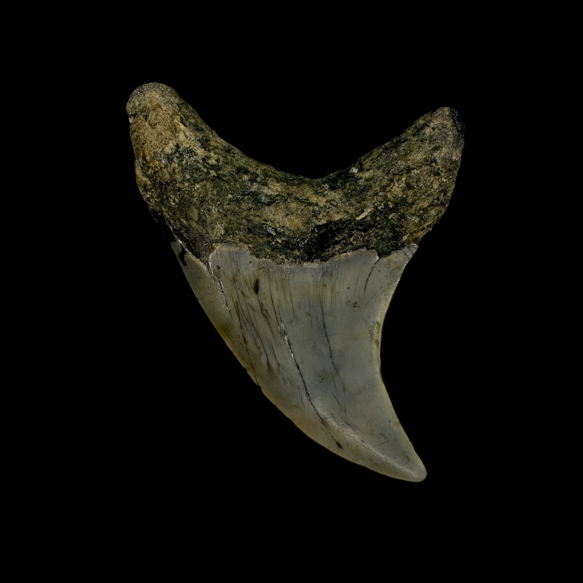 Paratodus Benedini Tooth Fossil 2.32" - Image 2