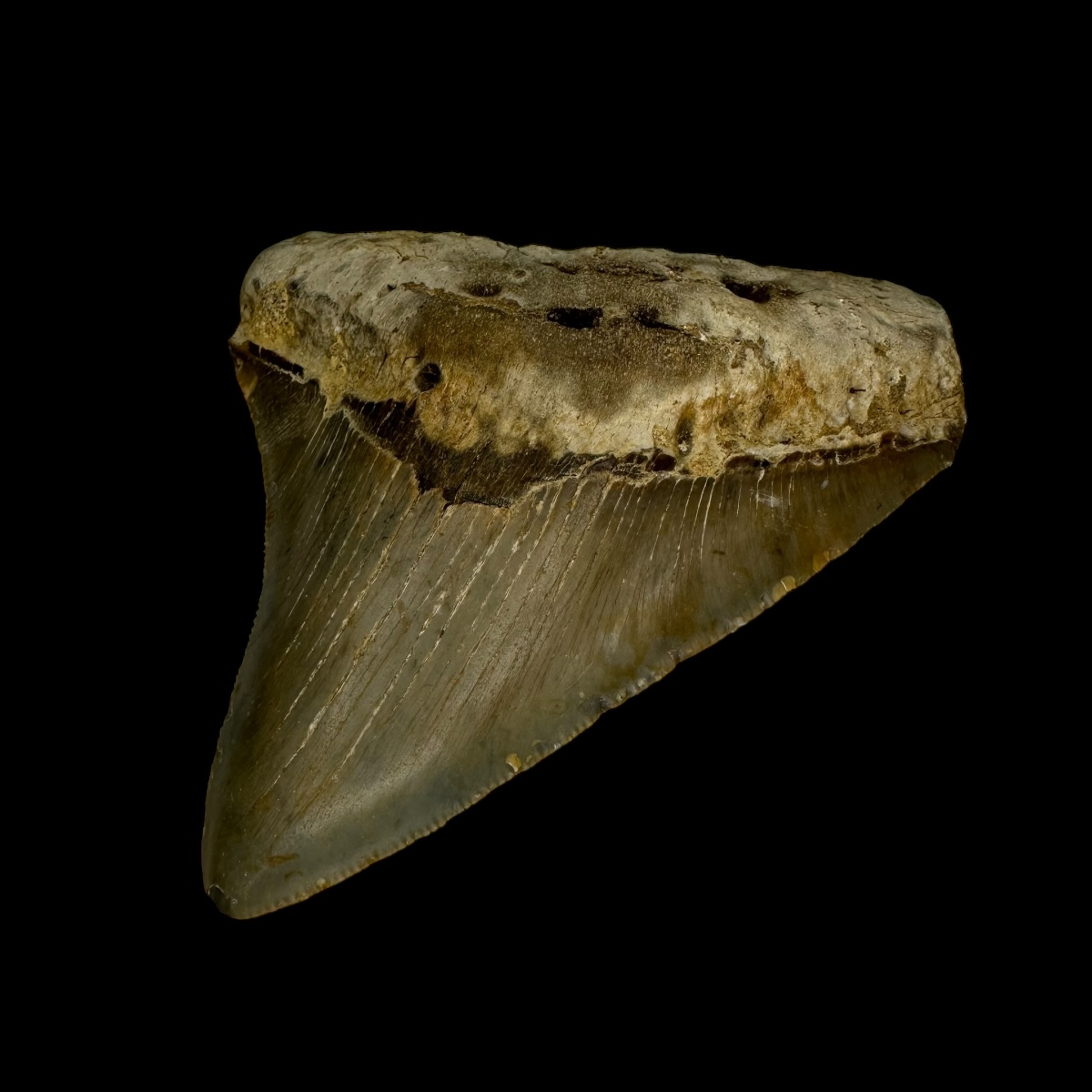 3.42" Megalodon Tooth Fossil - Image 3
