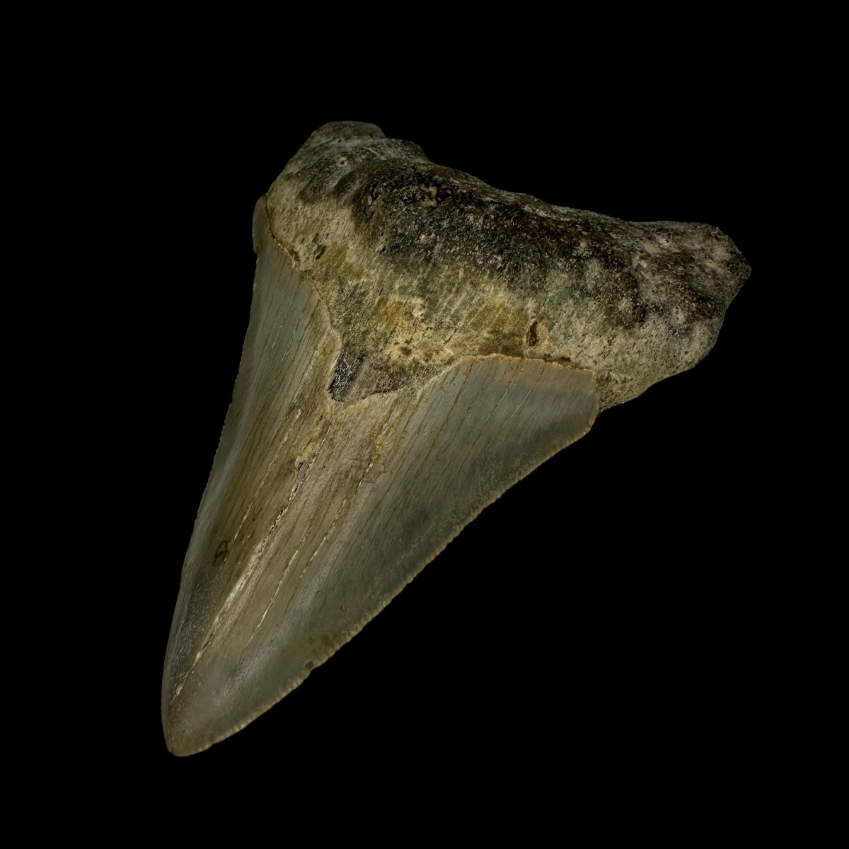 3.34" Megalodon Tooth Fossil - Image 3