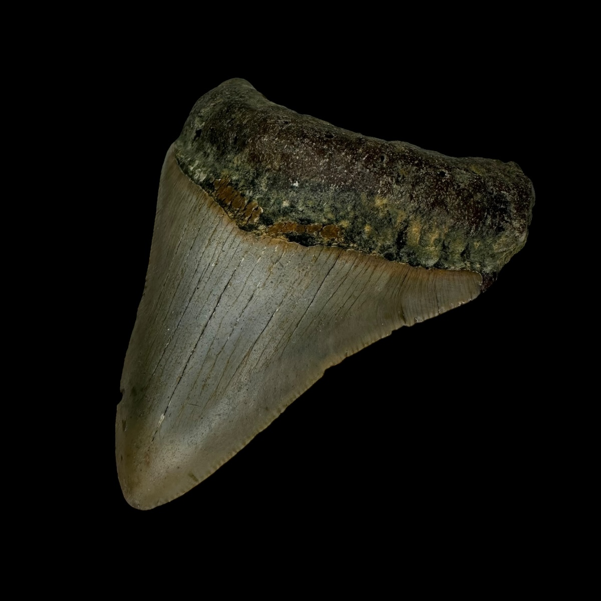 3.47" Megalodon Tooth Fossil - Image 3