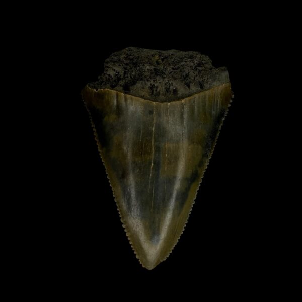 Great White Tooth Fossil 2.30"