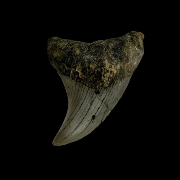 Paratodus Benedini Tooth Fossil 2.32"