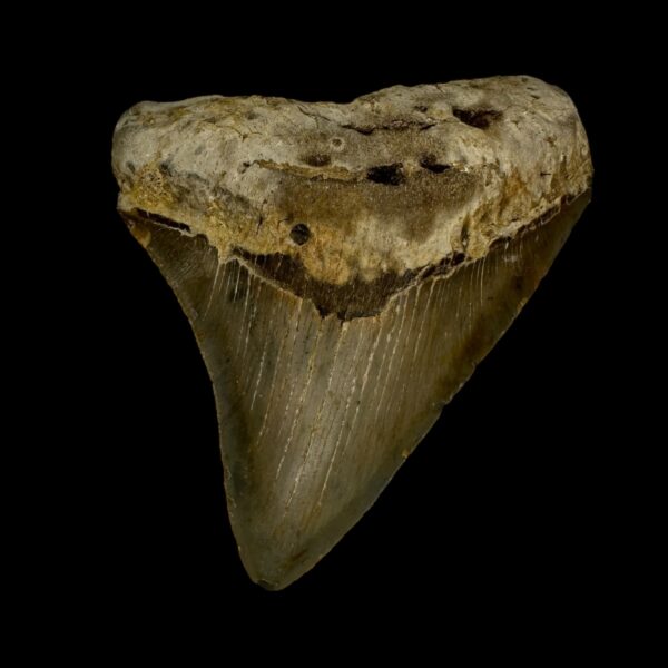 3.42" Megalodon Tooth Fossil