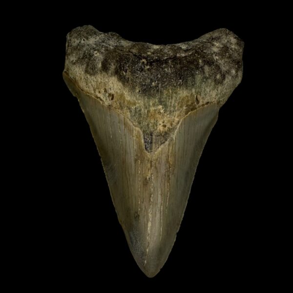 3.34" Megalodon Tooth Fossil
