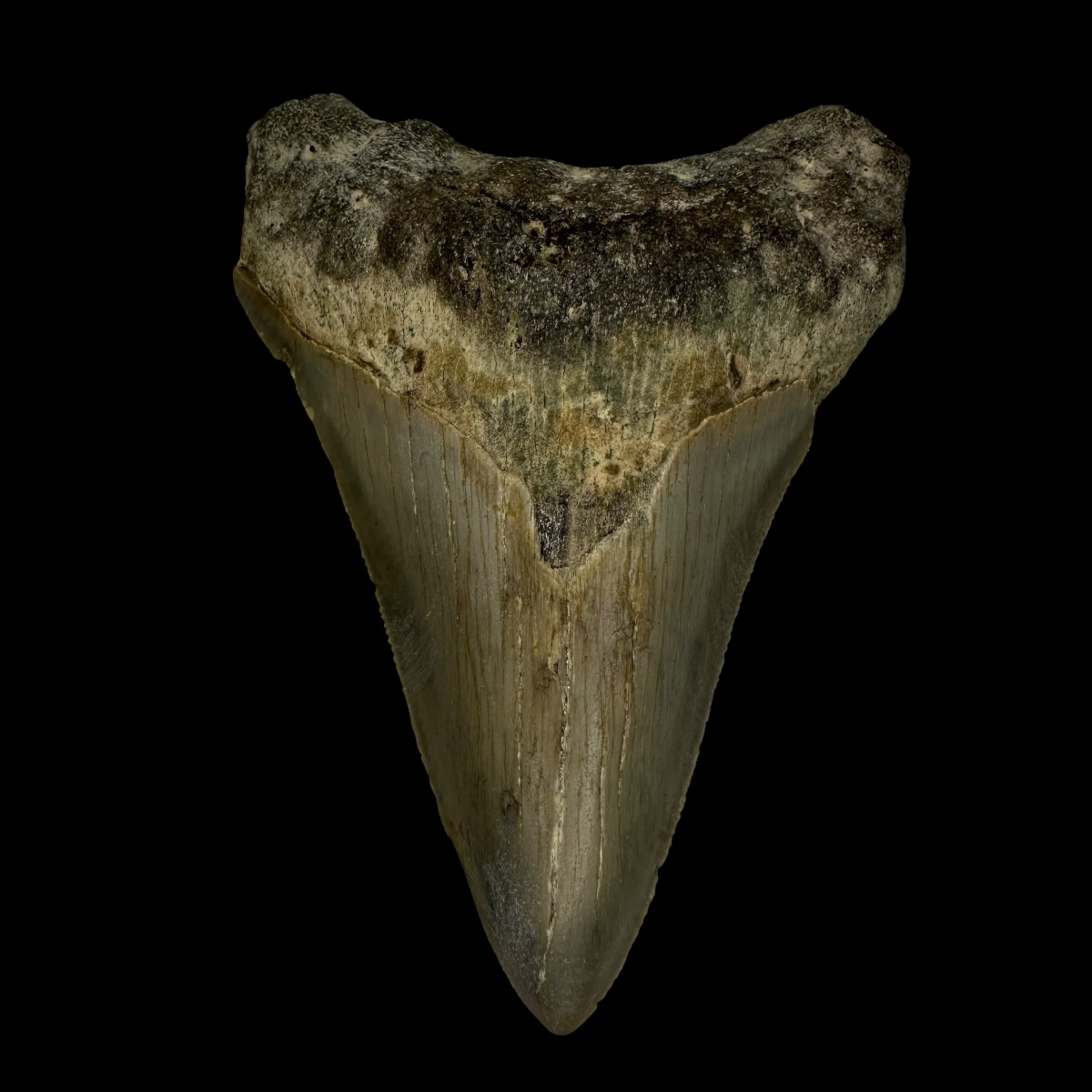 3.34" Megalodon Tooth Fossil