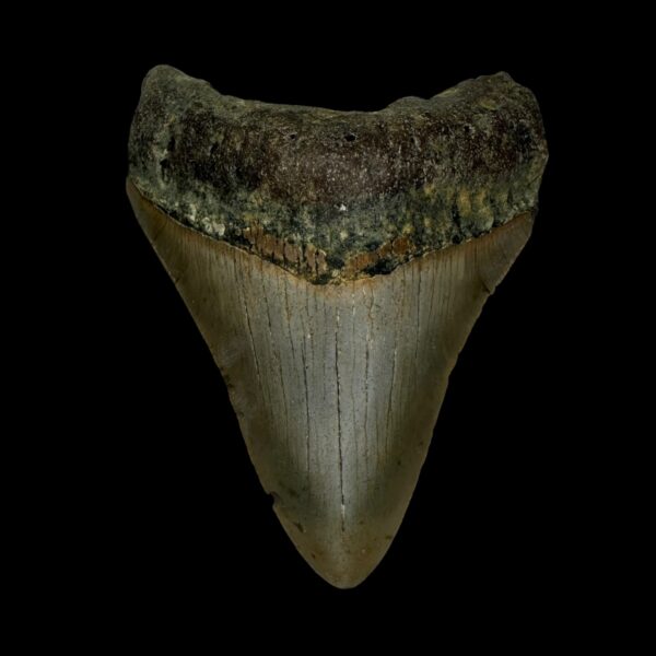 3.47" Megalodon Tooth Fossil