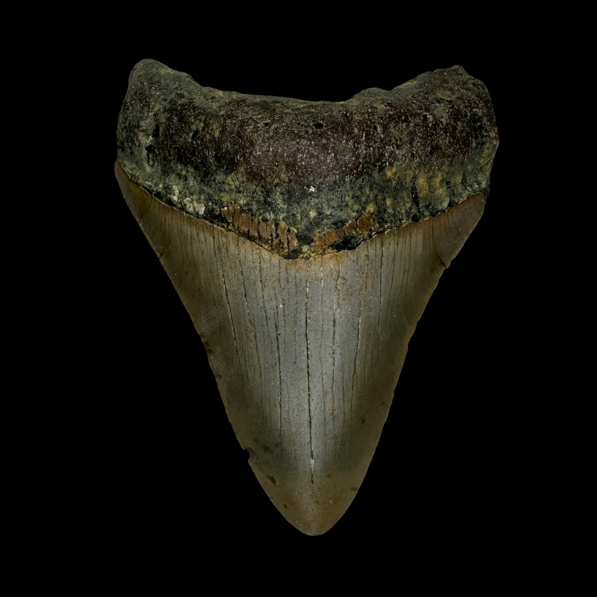 3.47" Megalodon Tooth Fossil