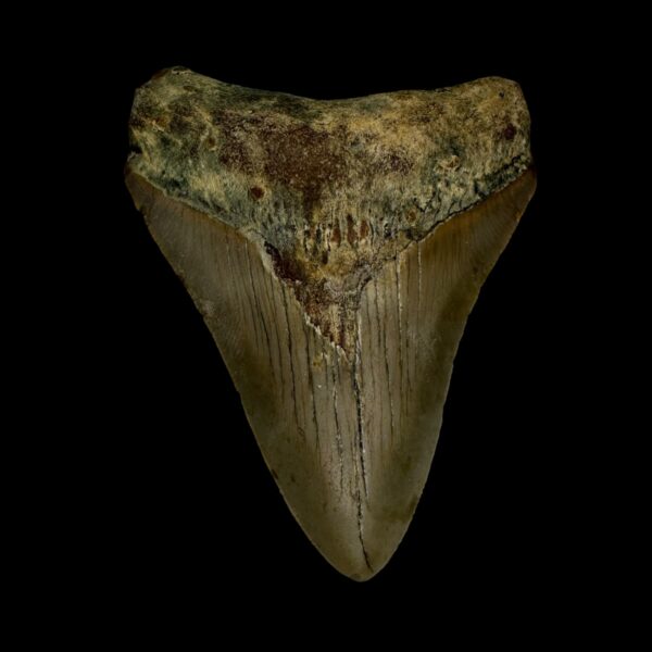 3.07" Megalodon Tooth Fossil