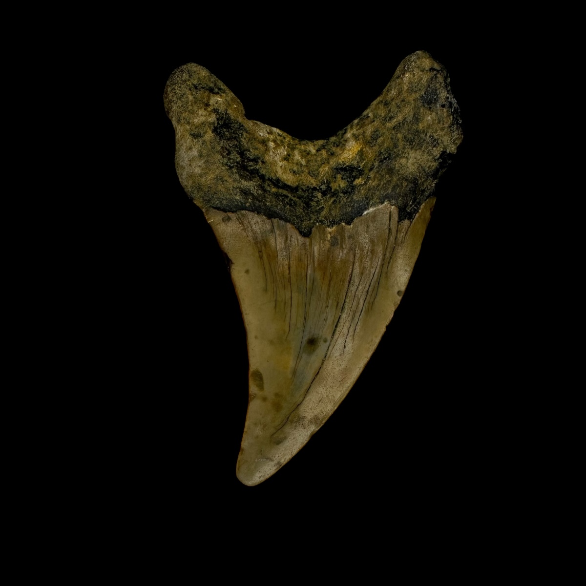 Paratodus Benedini Tooth Fossil 2.42" - Image 2