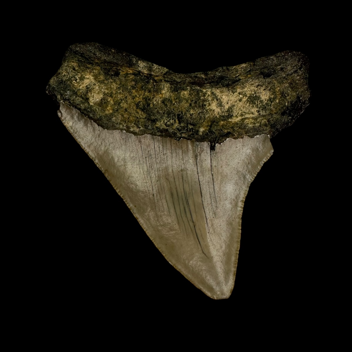 3.22" Megalodon Tooth Fossil - Image 2