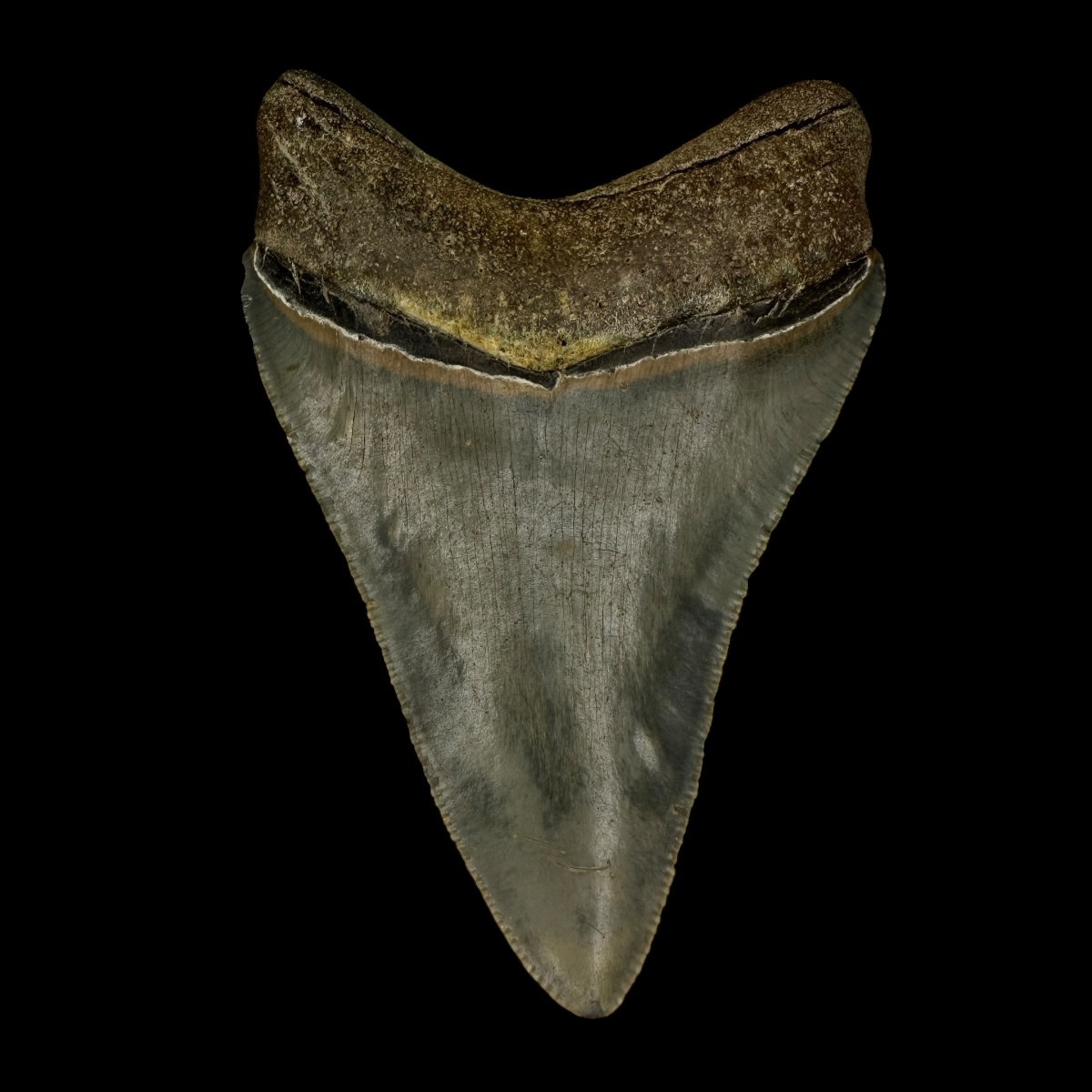 3.46" Serrated Megalodon Tooth Fossil - Image 2