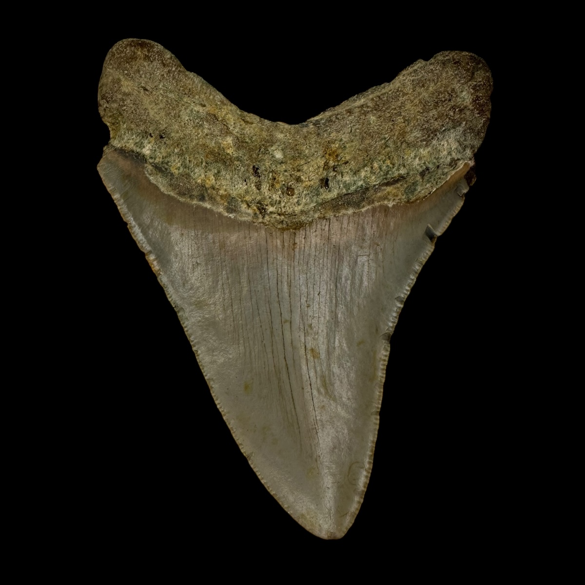 3.94" Megalodon Tooth Fossil - Image 2