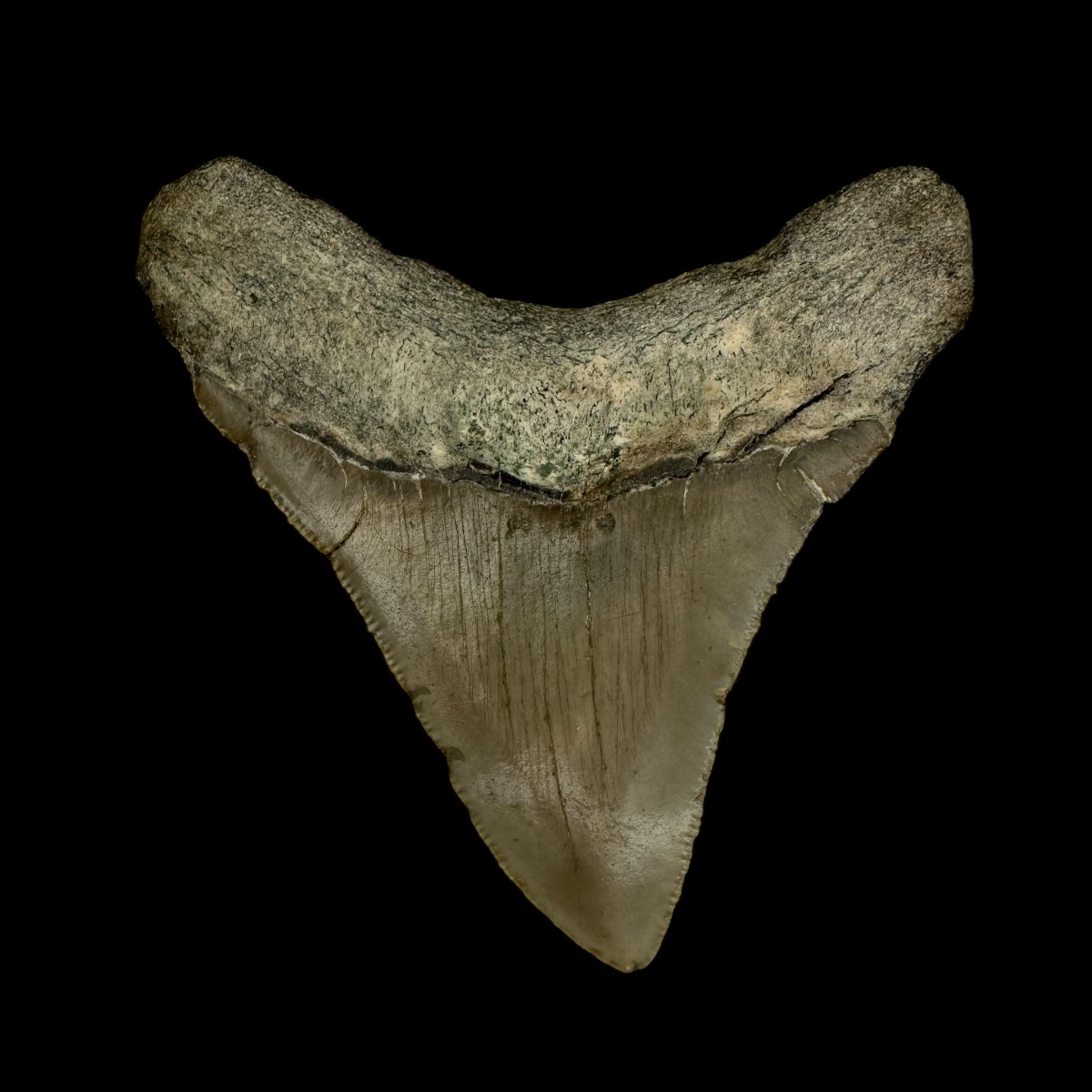 3.01" Megalodon Tooth Fossil - Image 2