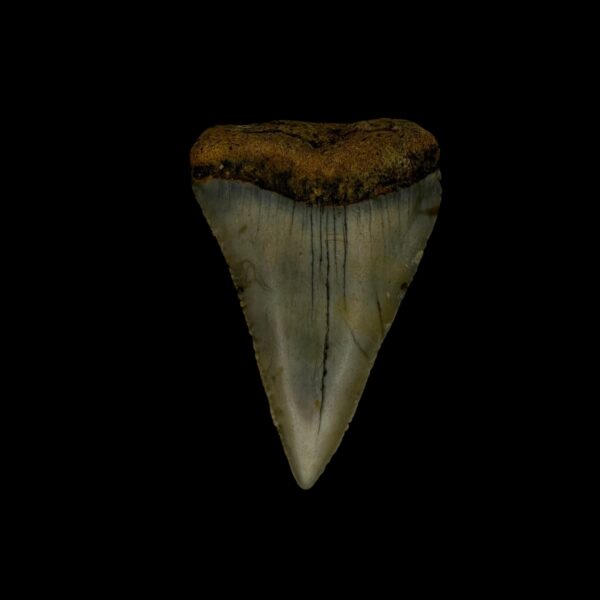 Great White Tooth Fossil 1.85"